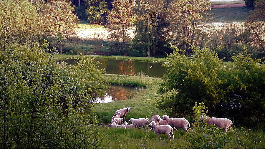 Schafe am Teich